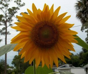 10873406_1519070355032443_3132400375129219356_o