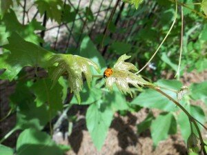 11415610_480933692065394_2098383385241948890_o